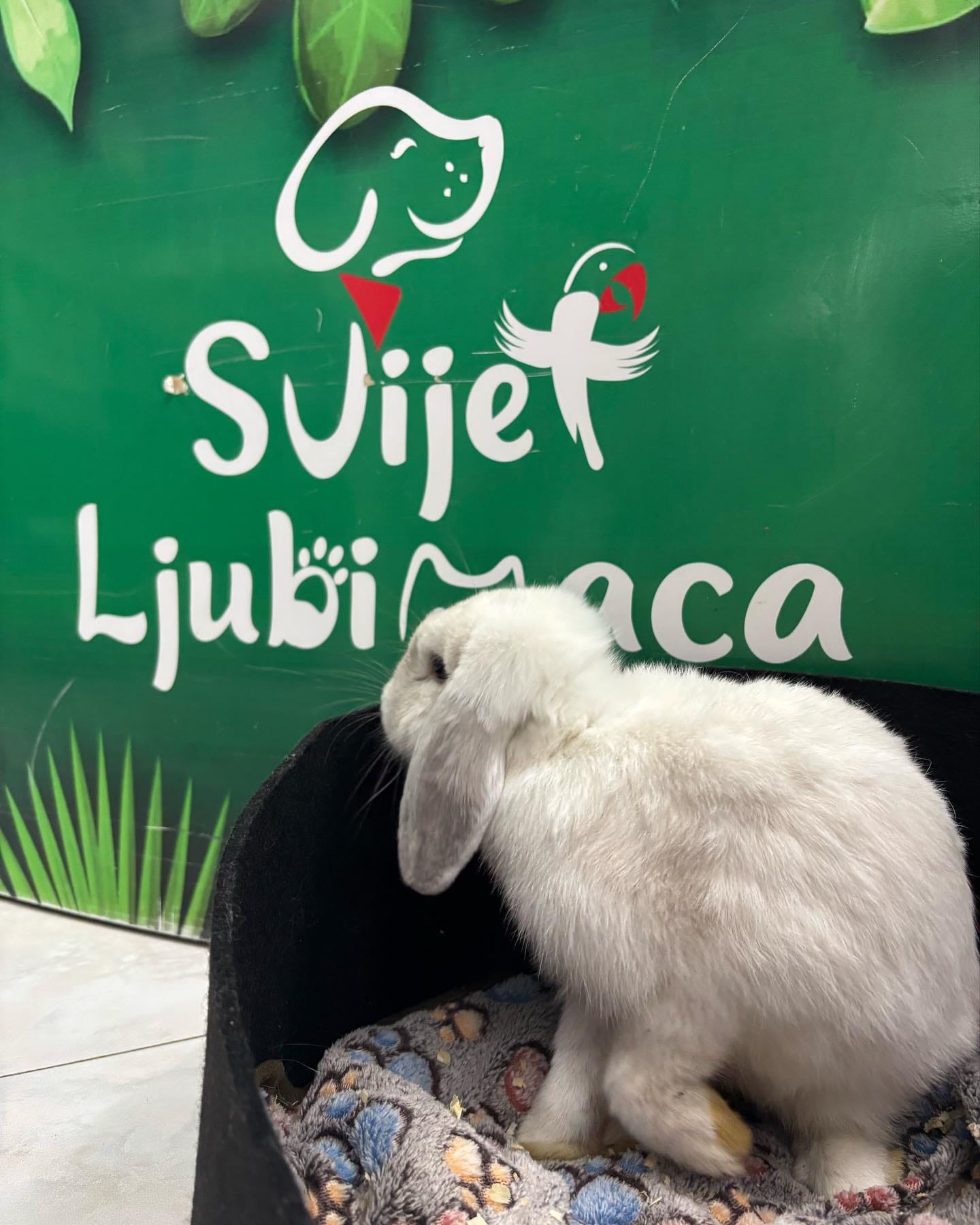 Živi zečevi kunići - Image 5